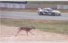 Additional Photo - Petit Le Mans 2000