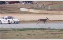Additional Photo - Petit Le Mans 2000