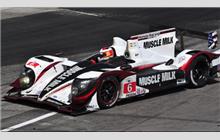 6 - HPD ARX-03a #04 - Muscle Milk Pickett Racing